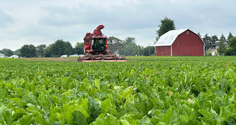 Sugar beet being harvested