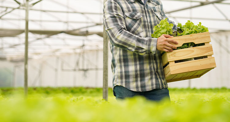 Discover technology’s vital role in enhancing the UK’s food security 