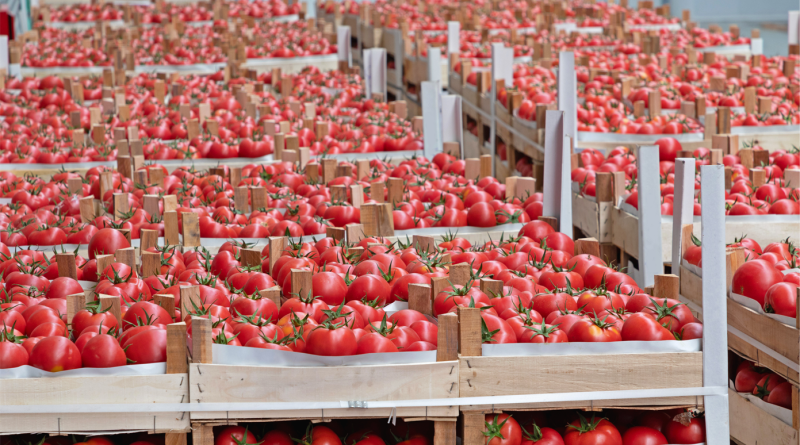 Boxes of red tomatoes stacked for retail distribution with a food safety recall notice