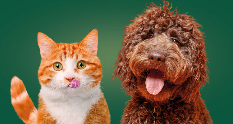 ginger and white tabby cat alongside a brown dog