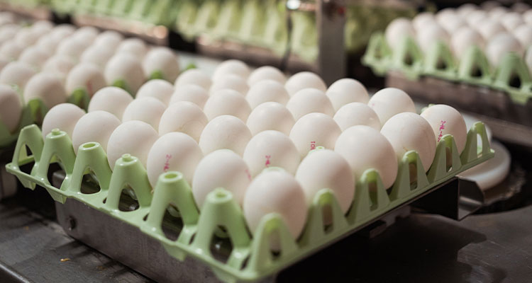 a large quantity of chicken eggs being processed or packaged