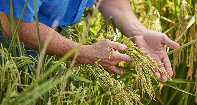 a person's hands holding stalks of rice in a field