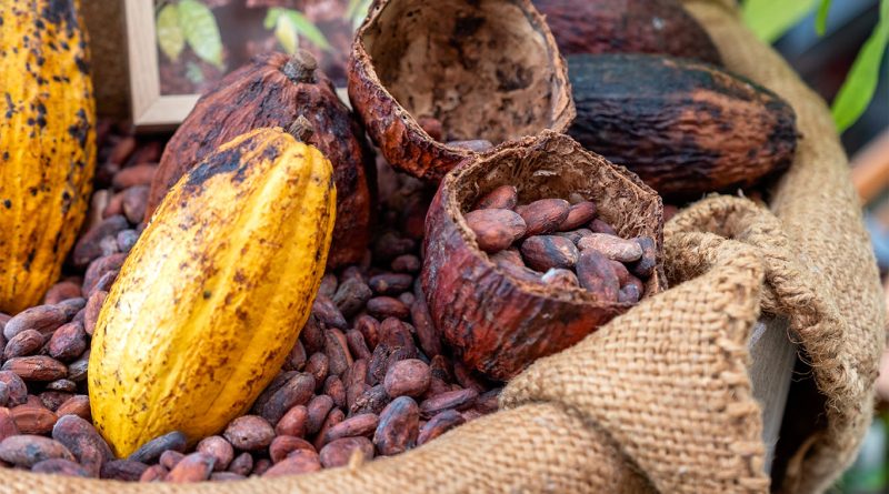 A farmer holding open cocoa pods in a drying yard surrounded by harvested beans, symbolizing the cocoa shortage and push for sustainability
