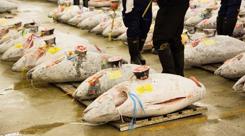 Kiyoshi Kimura standing over a giant bluefin tuna at the Tokyo Toyosu fish market auction