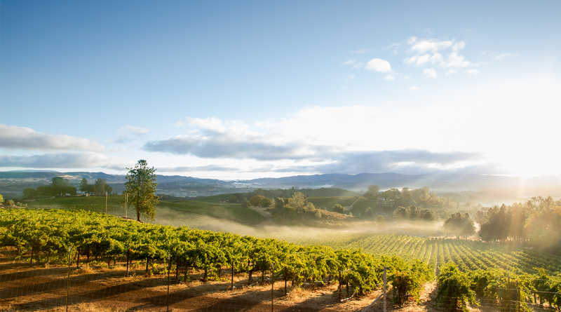 Sunlit vineyards stretching across Napa Valley, with rolling hills, morning mist and distant mountains under a clear blue sky.