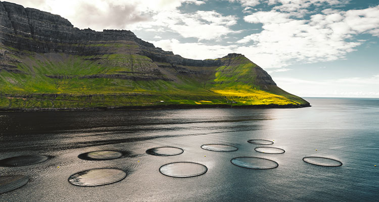 a salmon farm located in the Faroe Islands.
