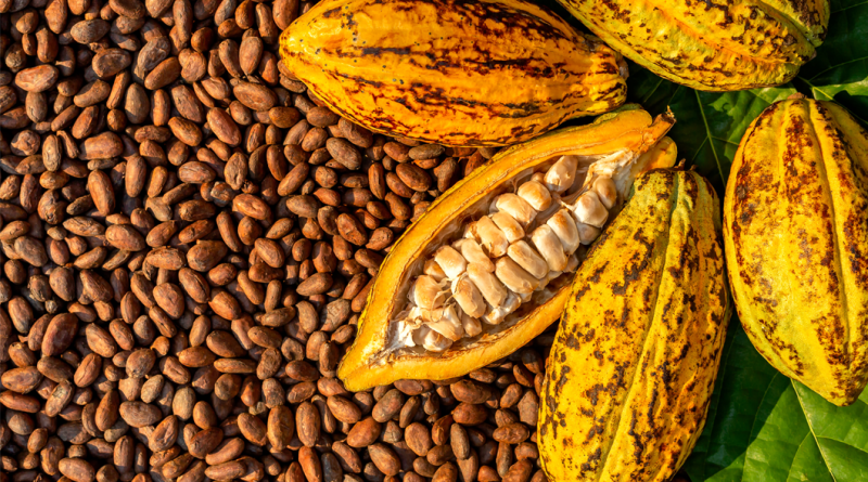 Cocoa Beans and Cocoa Fruits on wooden